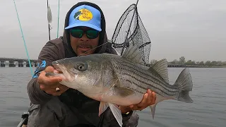 WHEN STRIPED BASS ATTACK!!!!!