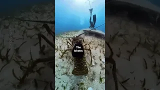 Hilarious Lobster Cam 🦞📷