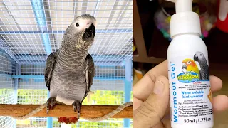 How to Deworming Birds & Parrot || Vetafarm Wormout Gel