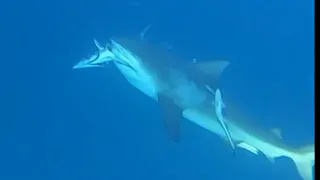 SHARK ATTACKED our catch, caught on camera