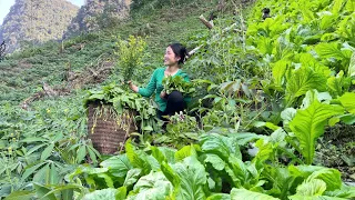 Harvesting Vegetable Garden, Going to the Market for Sale - Gardening | Lý Thị Bình