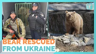 Bear Rescued From Ukraine And Taken To Romanian Sanctuary