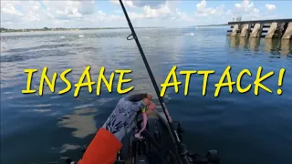 Insane ATTACK By Massive School Of Fish On My Kayak! Fishing The River For Huge Black Drums!