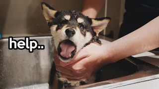 Dramatic AF Shiba Inu Puppy First Bath 🐶 (lots of Shiba Scream-ing )