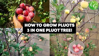 How To Grow Pluots - A Delicious Plum / Apricot Fruit 3-In-one Pluot - Easy To Grow In Your Garden!