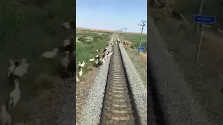 Поезд забил стадо баранов