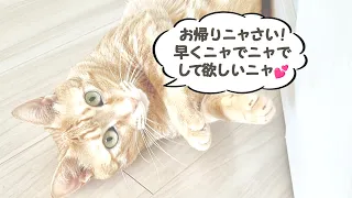 茶トラ猫 チャチャ丸の日常「いつもお帰りなさいしてくれるチャチャ丸君💕」- Chachamaru (Orange tabby) daily life -