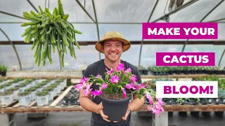 How to Make Your Christmas Cactus Bloom! 🌵|Care and Propagation Tips!|