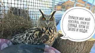 Why did the Eagle owl Yoll flip his pillow? Kofi the owl does not like guests, but loves mice