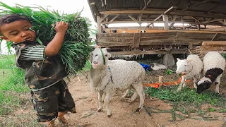 Yuk Kasih Makan Domba Garut, Gendong Rumput Bikin Gemas ~ Feeding Fun Sheep