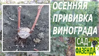 Осенняя прививка винограда