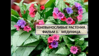 Теневыносливые растения. Медуница.