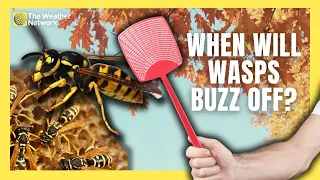 When Will Those Pesky Wasps Finally Disappear?