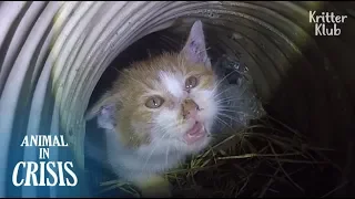 "Mom. Help!" Kitten Trapped Deep Down Below The Ditch Cries Out For Rescue | Animal in Crisis EP121