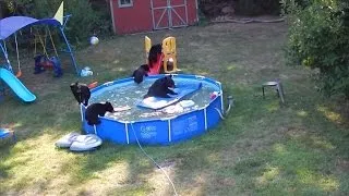 Momma Bear and Cubs Caught Having a Pool Party in Backyard