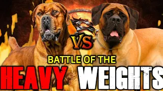 Boerboel vs English Mastiff | English Mastiff vs Boerboel | Powerful Guard Dog? | Billa Boyka |