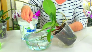 If the roots of an orchid in a pot are rotten, how to use aerial roots for watering and top dressing