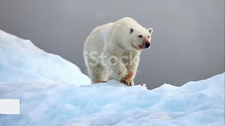 Polar Bears Mysterious Creatures of the Ice