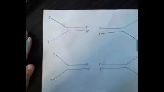 Determining Leading vs Lagging Strands based off of 5' and 3' ends.