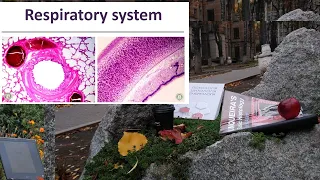 23. Respiratory system (Histology lectures )