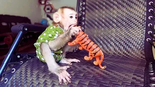 Adorable Baby Monkey Milo Meets Tiger for the First Time