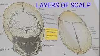 SCALP ANATOMY part 1 layers and extent of scalp