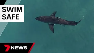 Calls for cheaper shark deterrents after spate of SA shark attacks | 7 News Australia