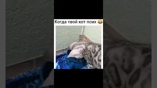 Когда твой кот псих / When your cat is crazy #вайны #юмор #приколы #funny #вайн