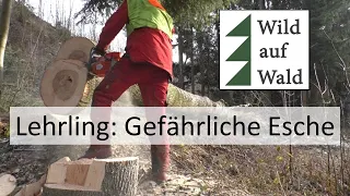 🌲Fällung: Extremer Seithänger, dürre Esche - mit Husqvarna 572 XPG #wildaufwald