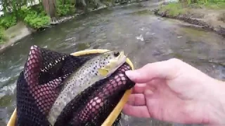 Paint Creek Fly Fishing