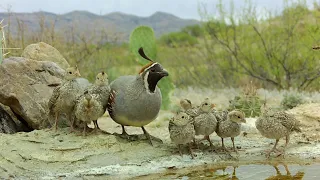 Gambel's Quail chicks the first 15 days of life!  (Trail camera macro footage)