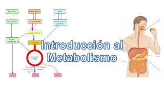 Introducción al Metabolismo, Anabolismo y Catabolismo.