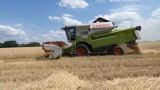 🌾Żniwa2022 🌾 Claas Mega 350 w akcji 🌾#żniwa2022 #class