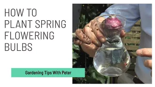 How to Plant Spring Flowering Bulbs | Garden Ideas | Peter Seabrook