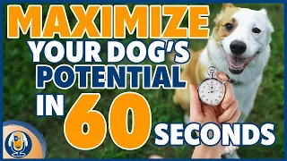 How I Use 1 Minute Training Sessions To Bring Clarity, Confidence And Calm Thinking To My Dogs #274