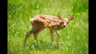 Found a fawn? - Here's what to do