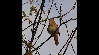 Zingende nachtegaal in Meijendel