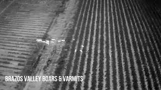 Drone hog hunt over corn fields