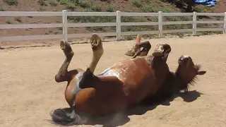 Horse Passing Gas