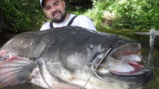 Il pêche un silure de plus de 2 m en plein paris