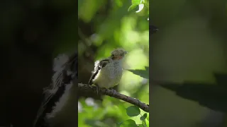 Птенец иволги | Nestling of Eurasian golden oriole (Oriolus oriolus)