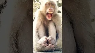 Wow This monkey has very long teeth#langmonkey #shorts
