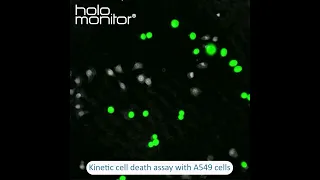 Kinetic cell death assay with A549 cells | HoloMonitor®
