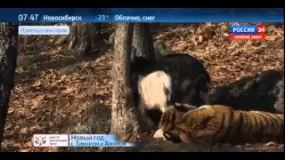 Тигр Амур царапнул лапой козла Тимура