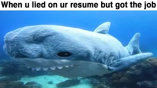 Shark doo doo doo doo - Dark Mode Memes V994