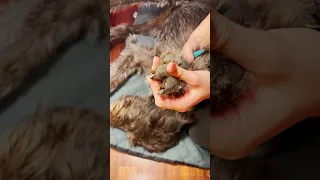 Как подстричь собаке когти? / How to trim a dog's nails?