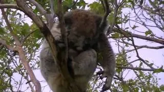 The Grumpy Koala