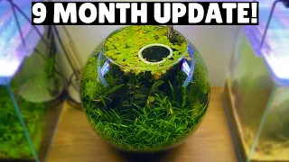 Jungle Style Planted Fish Bowl - 9 Month Update!