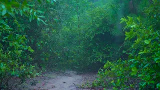 The calm sound of rain falling on a quiet forest road for 10 hours White noise ASMR