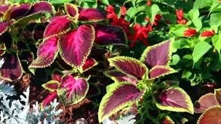 How to Grow Coleus from Seed